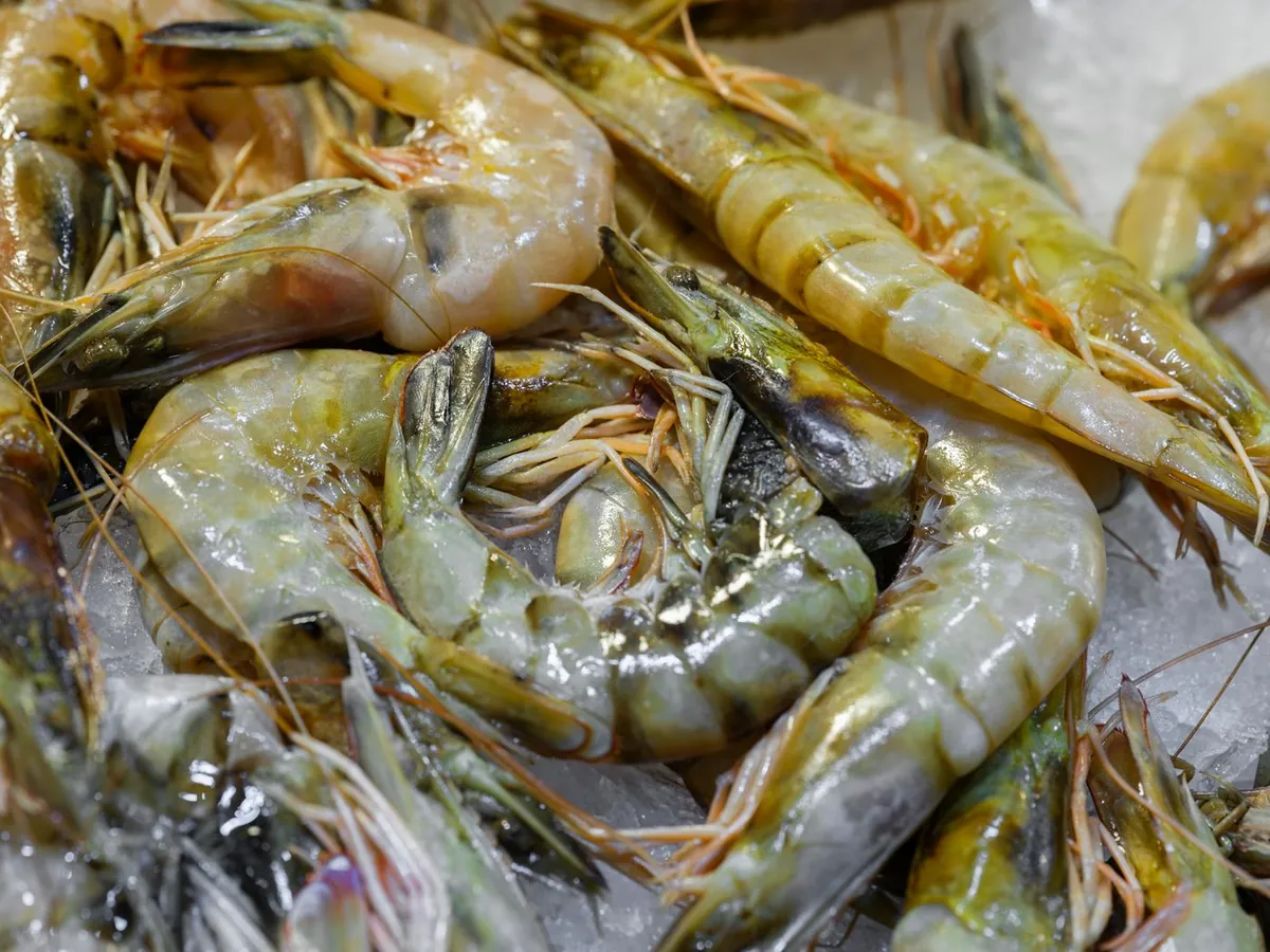 Fisherman sorting seasonal catch of shrimp and small fish in a crate